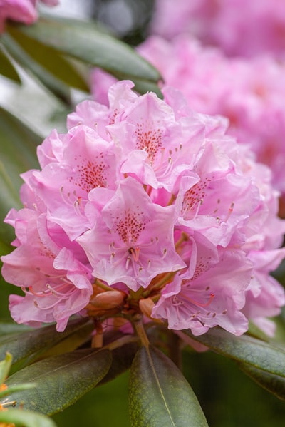 pink-petaled花

